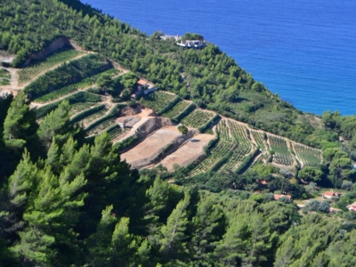 Cassis-vineyards-Provence