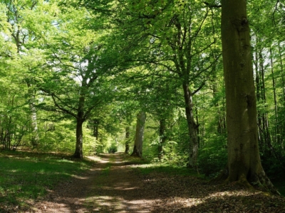 Forest-summer-light