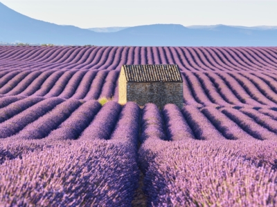 Production-service-France-Lavender-field